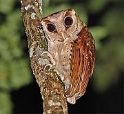 Oriental Bay Owl