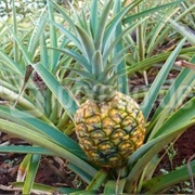 Ananas