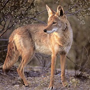 Coyotes