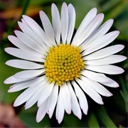 Daisies