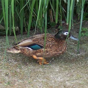 Laysan Duck