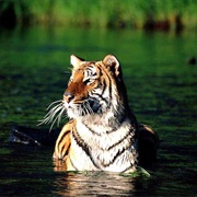 Sundarbans National Park, India/Thailand