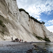 Mons Klint Fossils