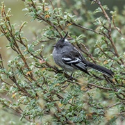 Ash-Breasted Tit-Tyrant