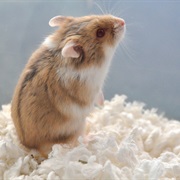 Dwarf Hamster