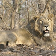 Gir Forest