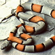 King Snake