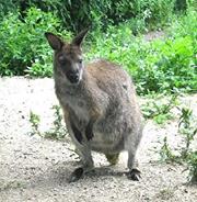 Wallaby