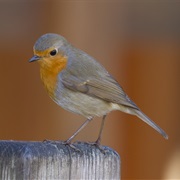 European Robin (United Kingdom)