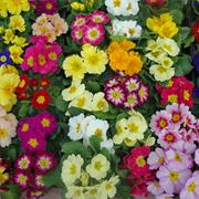 Primroses