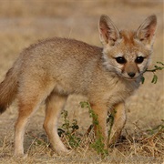 Bengal Fox