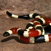 Arizona Coral Snake