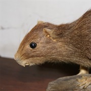 San Felipe Hutia (Possibly Extinct)