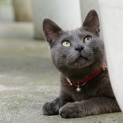 Korat