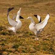 Courting Dance of a Pair of Tristan Albatrosses.