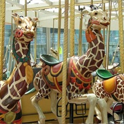 Giraffes