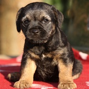 Border Terrier