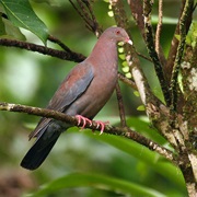 Red-Billed Pigeon