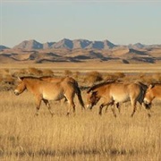 Hustai National Park, Mongolia