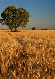 Fields of Gold (2002)