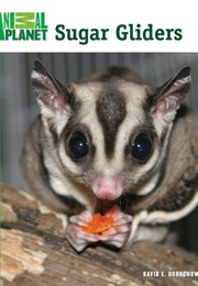 Sugar Gliders (David E. Boruchowitz)