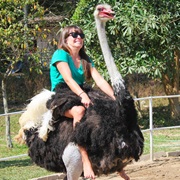 Ride an Ostrich