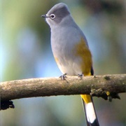 Gray Silky-Flycatcher