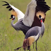 Grey Crowned Crane