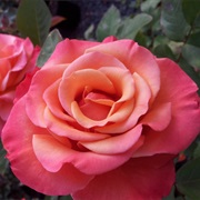 Tuscan Sun Floribunda Rose