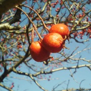 Mountain Hawthorn (Crataegus Pinnatifida)