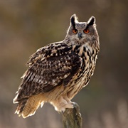 Eurasian Eagle-Owl