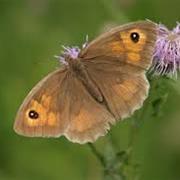 Meadow Brown