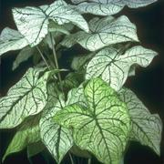 Elephant Ear Philodendron