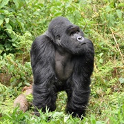 Eastern Gorilla