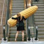 Corn on the Cob