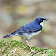 Siberian Blue Robin