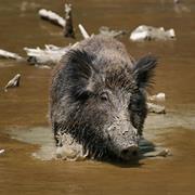 Wild Boar