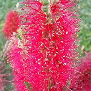 Bottlebrush