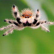 Jumping Spiders