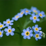 Forget Me Not