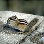 Least Chipmunk