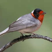 Red-Faced Warbler