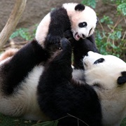 Giant Panda