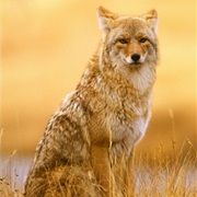 Coyote (Cóyotl)