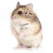 Russian Dwarf Hamster