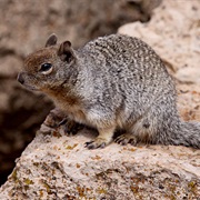 Rock Squirrel