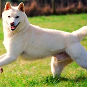 Korean Jindo