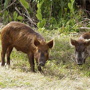 Wild Pig