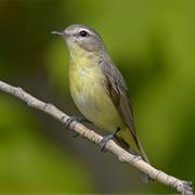 Philadelphia Vireo