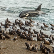 Wildlife Watching on Valdes Peninsula, Argentina